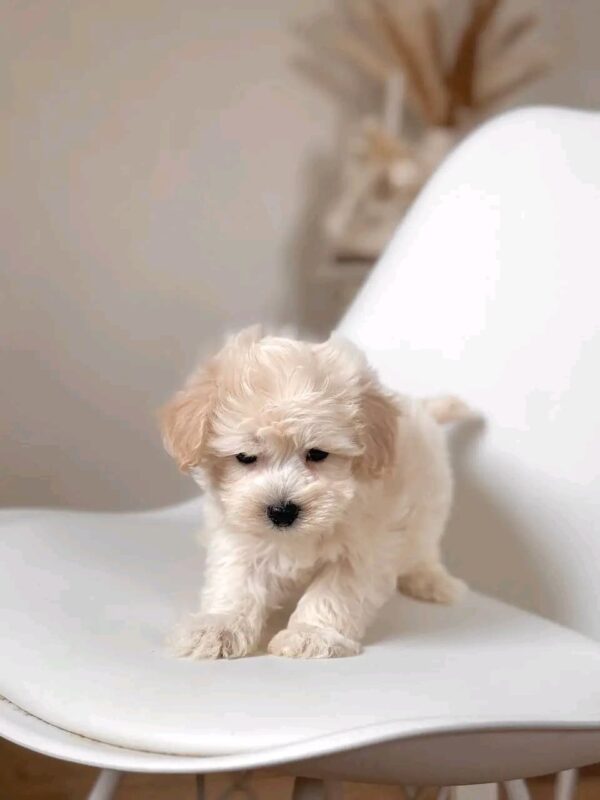 Lola Baby - Image 3