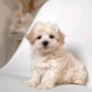 Lola Baby