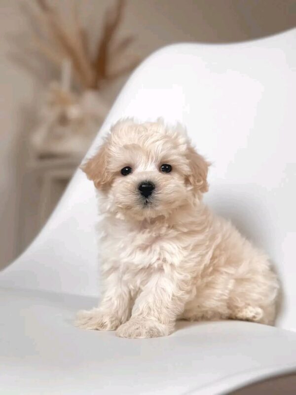 Lola Baby