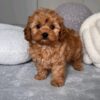 Roxy - Image 2