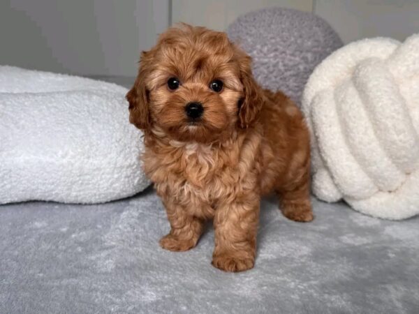 Roxy - Image 2