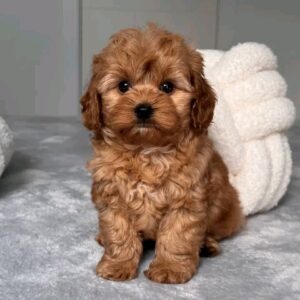 Roxy