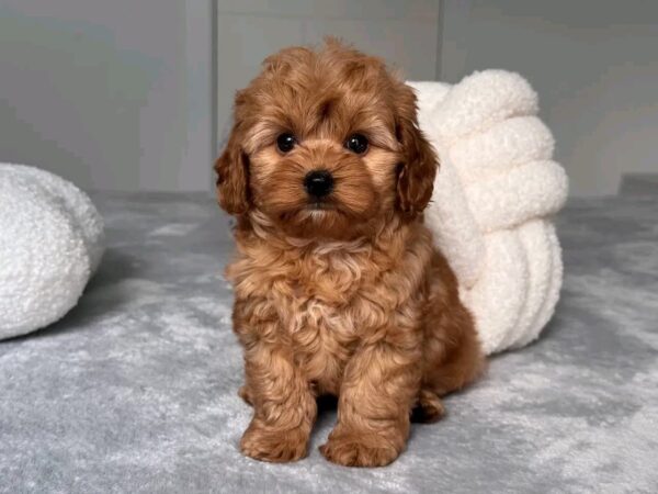 Roxy