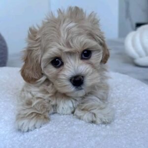 Trixie