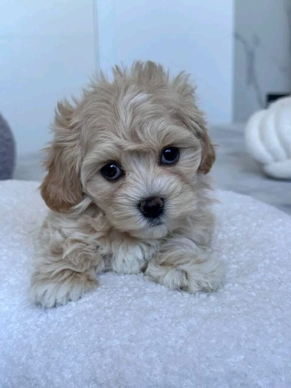 Trixie