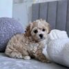 Trixie - Image 2