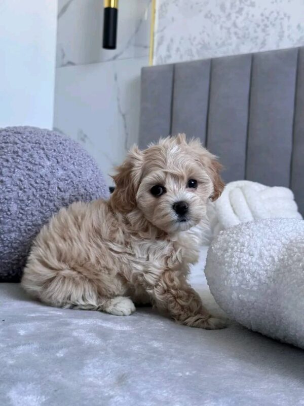 Trixie - Image 2
