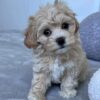 Trixie - Image 3