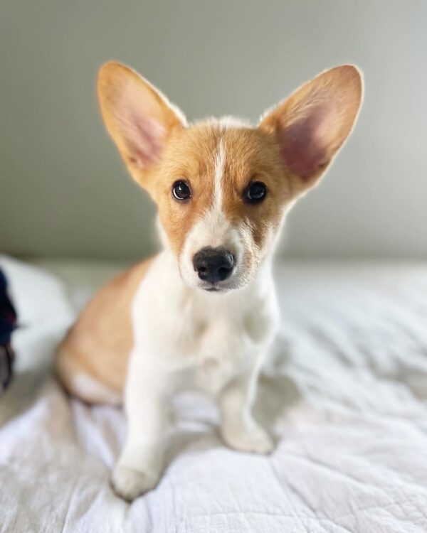 Benny - Image 3