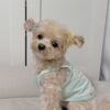 Lola