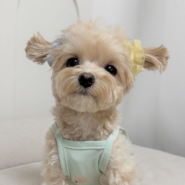 Lola - Image 3