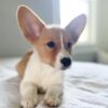 Benny