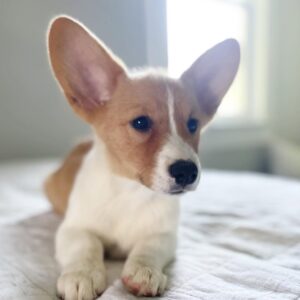 Benny
