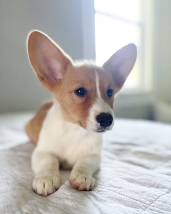 Benny