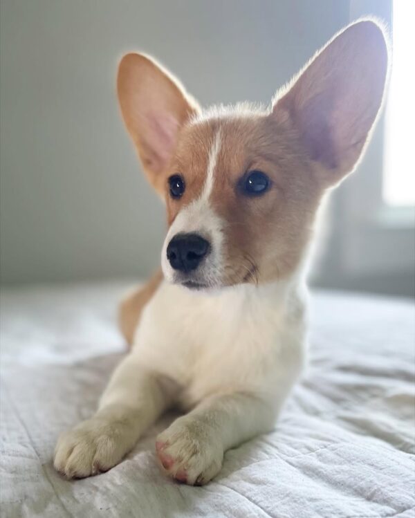 Benny - Image 2