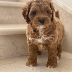 Mini Pal