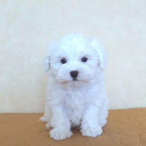 Lola