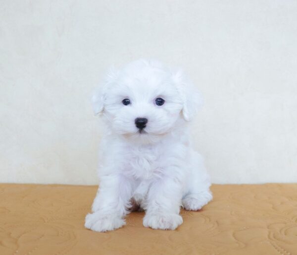 Lola - Image 2