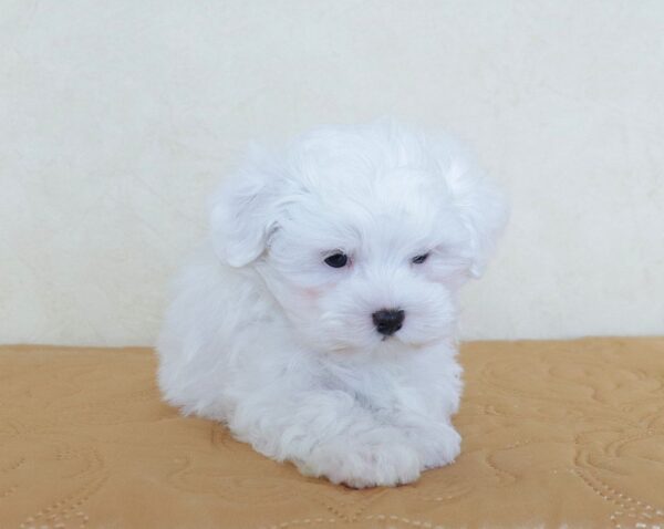 Lola - Image 3