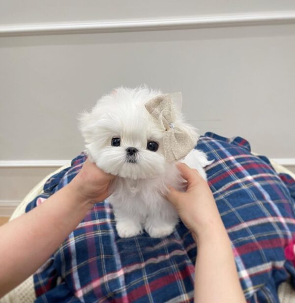 Lola Snow-White - Image 2