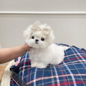 Lola Snow-White