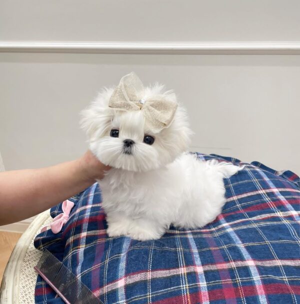 Lola Snow-White