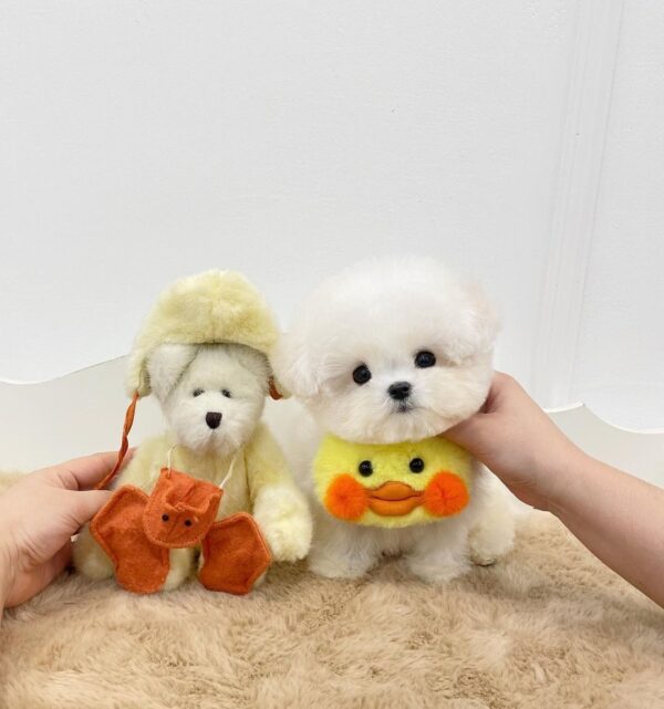 Booboo - Image 2
