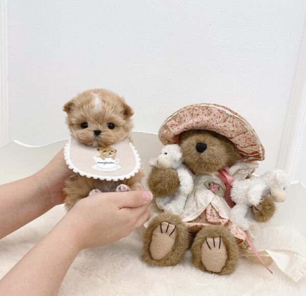 Pichi - Image 2