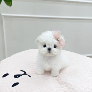 Lola Snow