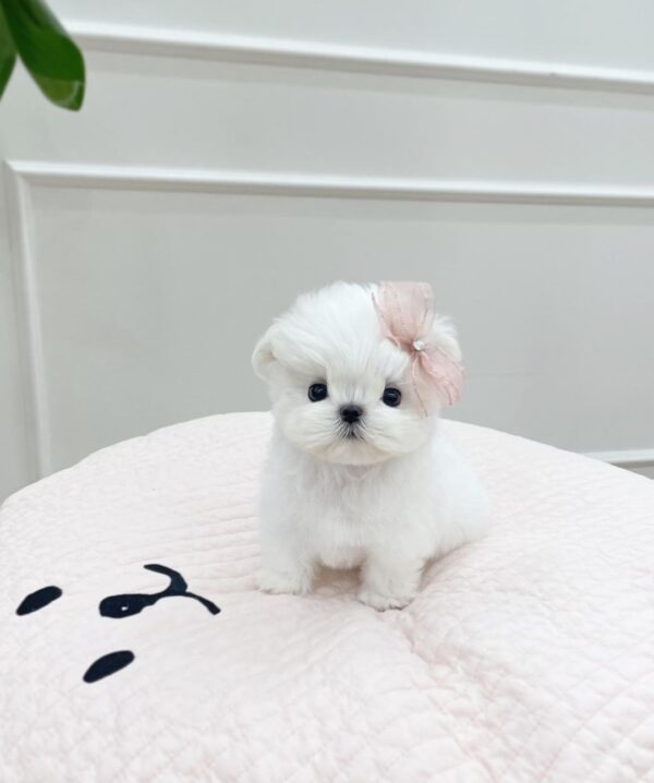 Lola Snow