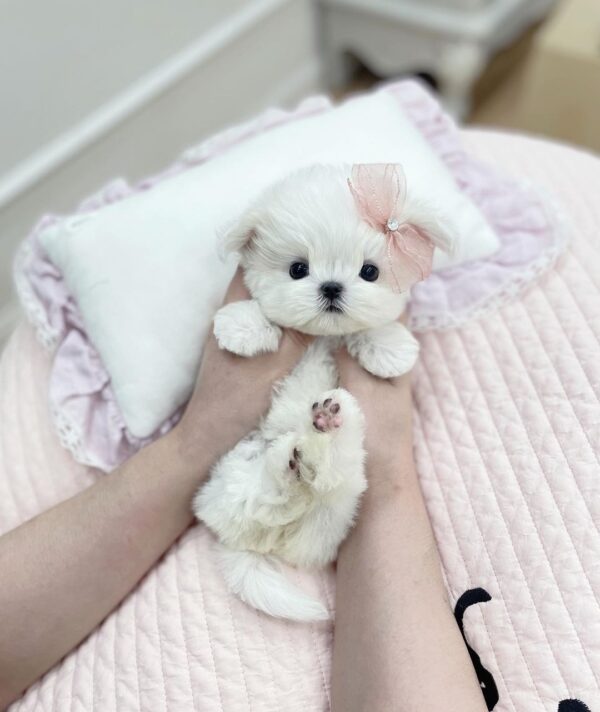 Lola Snow - Image 2