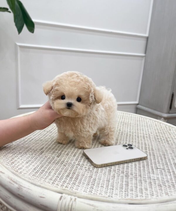 Berry Sunny - Image 2