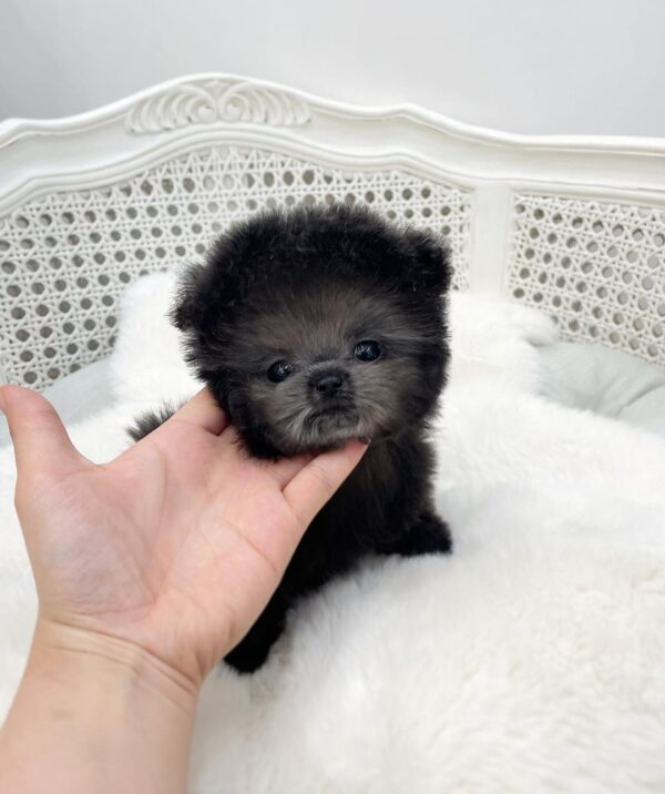 Bentley - Image 3