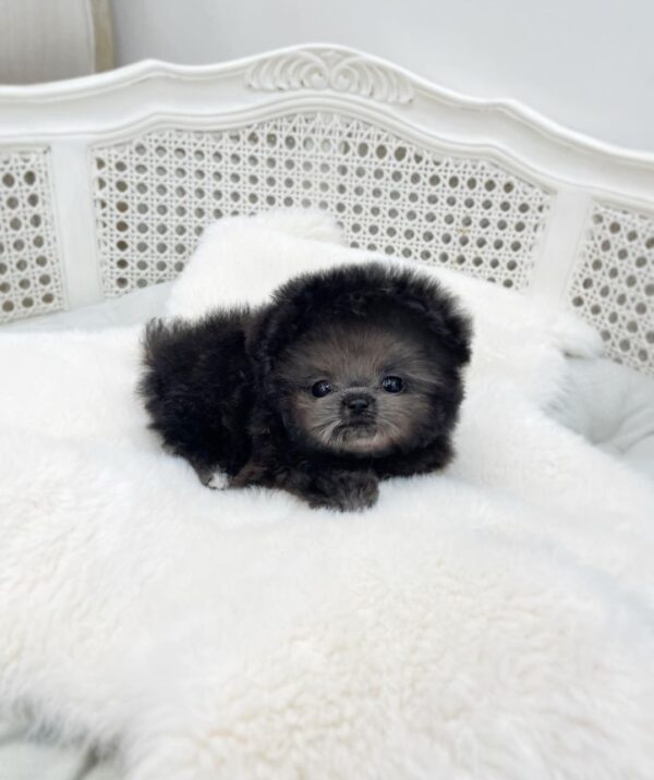 Bentley - Image 2
