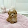 Charley Pal