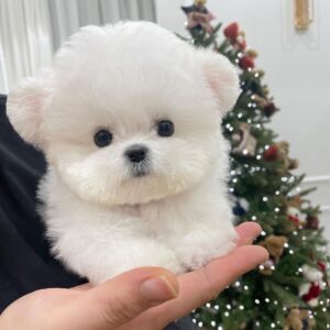 Mimi