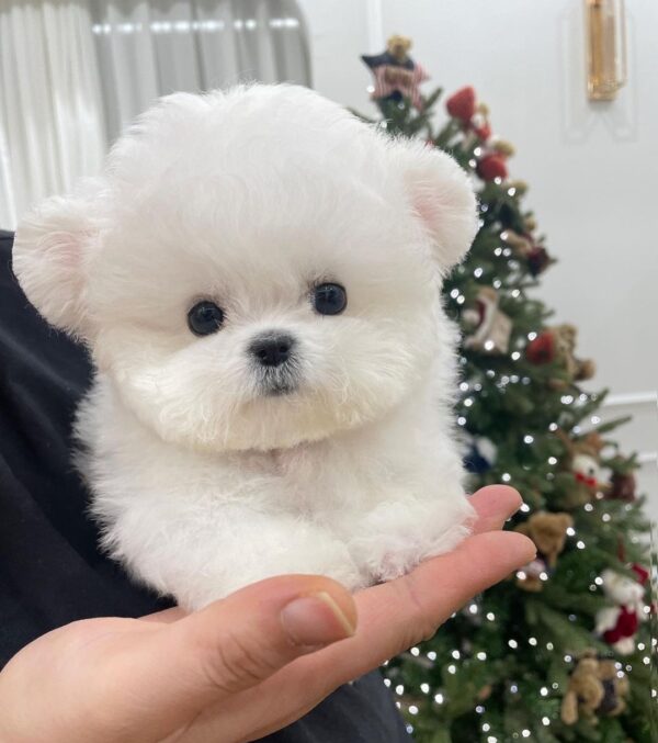 Mimi