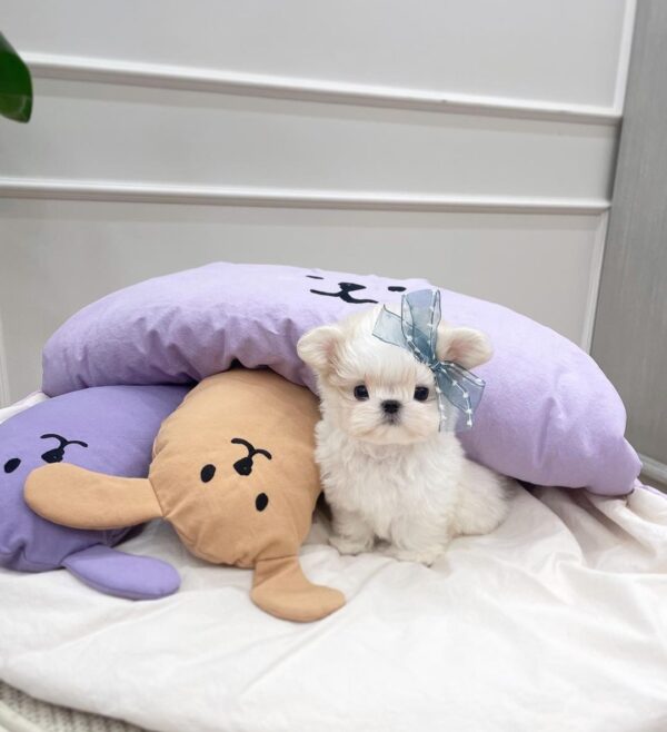 Chandy Pal - Image 2