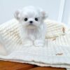 Angel Snow Pal Baby