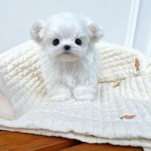 Angel Snow Pal Baby
