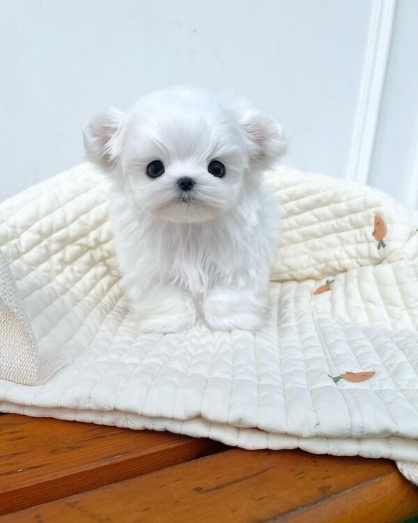 Angel Snow Pal Baby