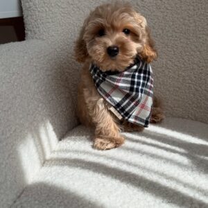 Jack Boy