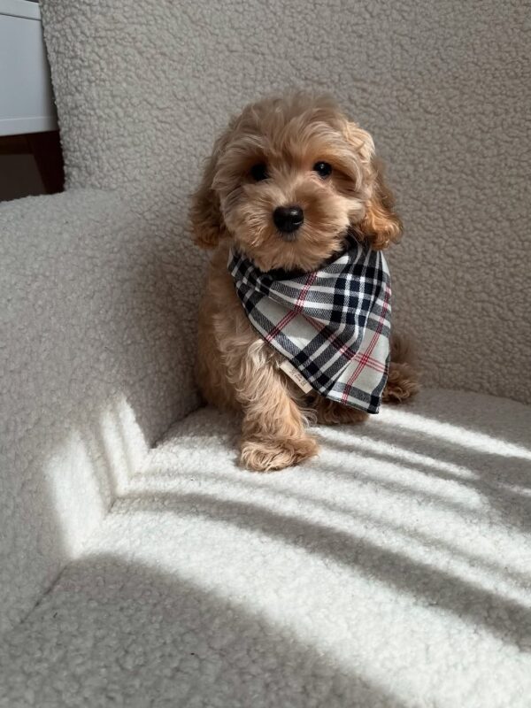 Jack Boy