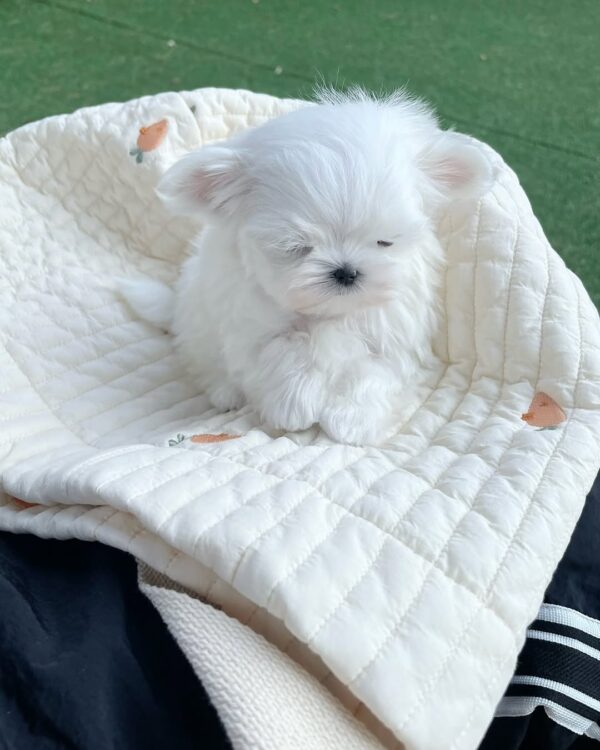 Angel Snow Pal Baby - Image 2