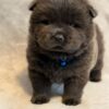 KC Reg Chow chow Males