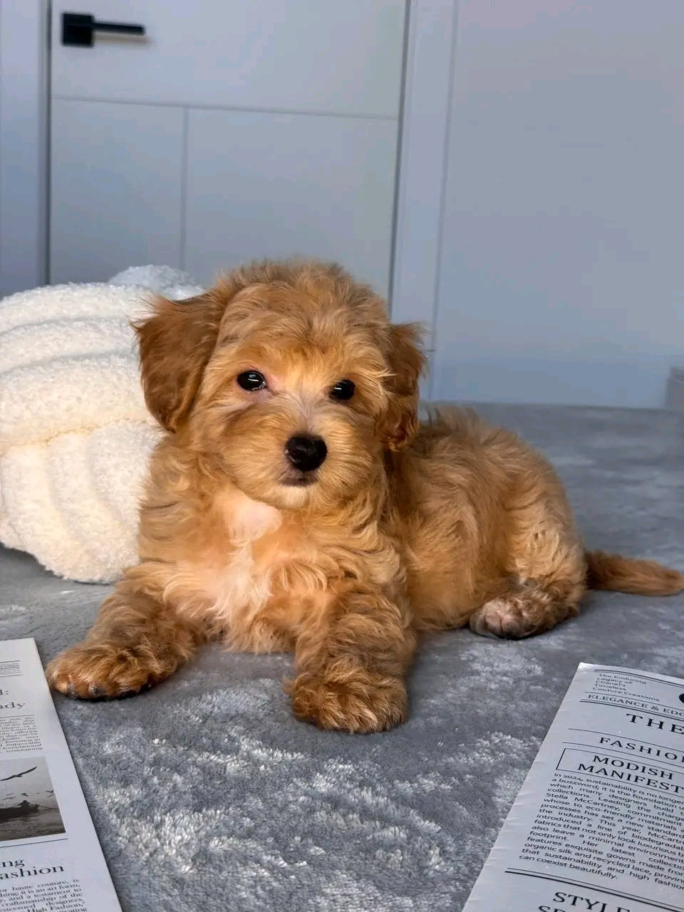 Mollie Pal - Image 4